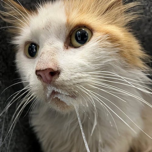 LUKE - Domestic Medium Hair available for adoption