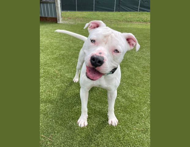 ZEUS - American Bulldog available for adoption
