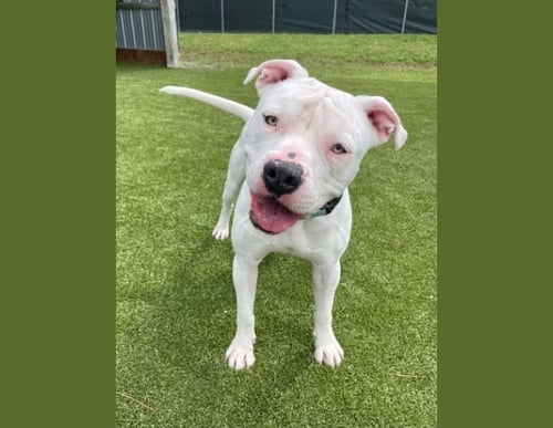 ZEUS - American Bulldog available for adoption