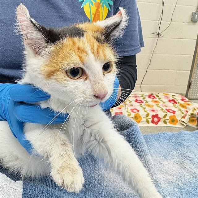 MILA - Domestic Short Hair available for adoption