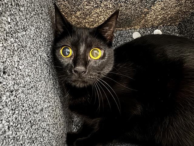 AMETHYST - Domestic Short Hair available for adoption