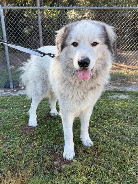 JAGGER - Great Pyrenees available for adoption