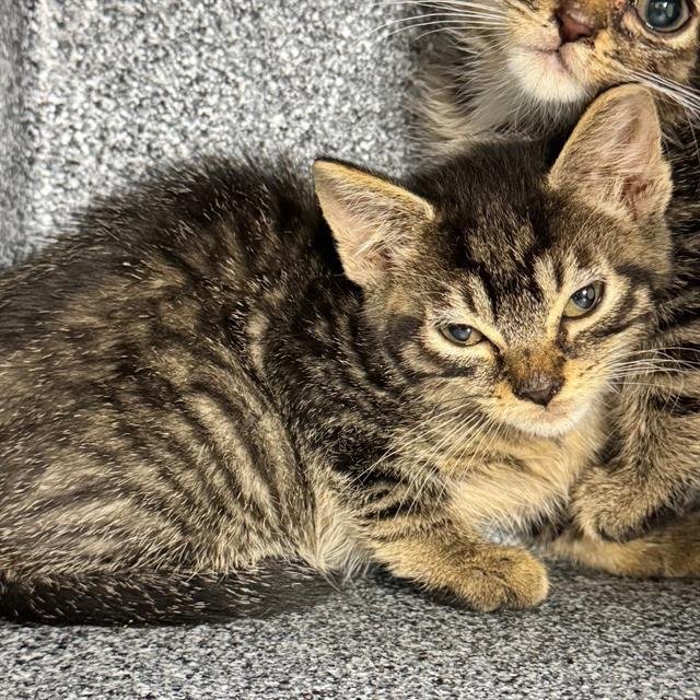 CASSIDY - Domestic Short Hair available for adoption