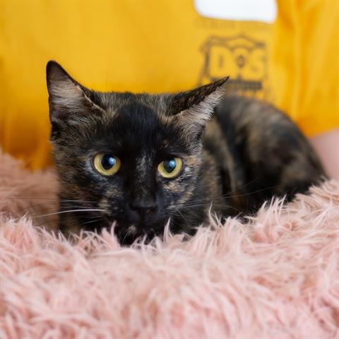 AMY - Domestic Short Hair available for adoption