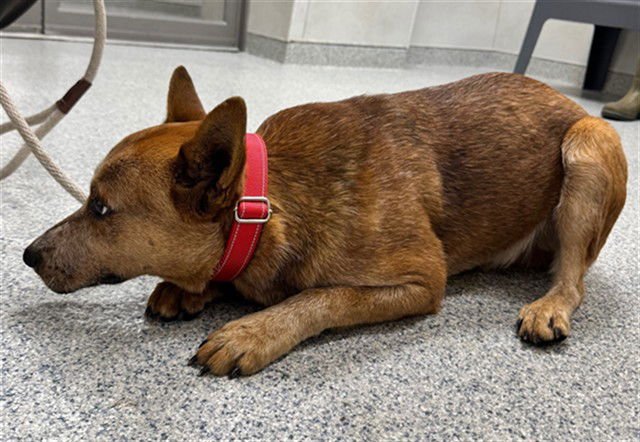 TIBURON - Australian Cattle Dog/Blue Heeler available for adoption