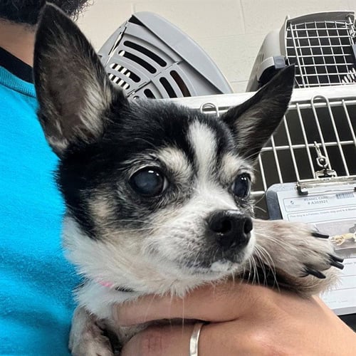 ROSALINA - Chihuahua available for adoption