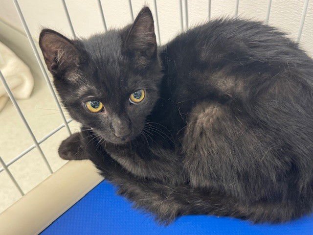 PARKER - Domestic Short Hair available for adoption