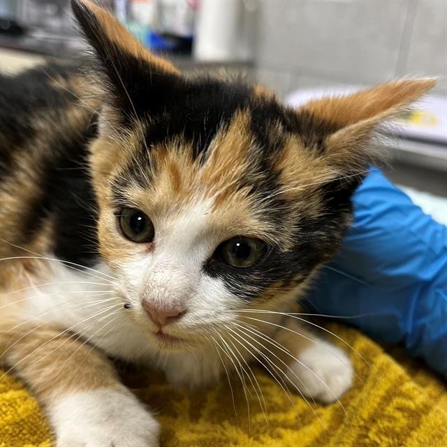 MARBLE - Domestic Short Hair available for adoption