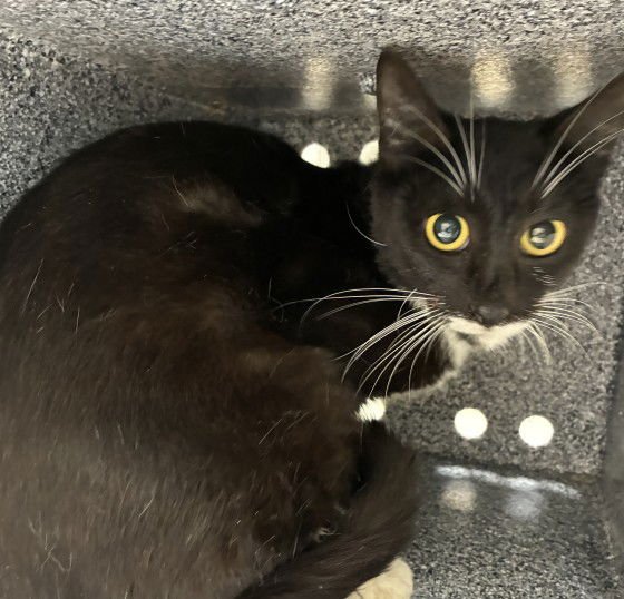 SABRINA - Domestic Short Hair available for adoption