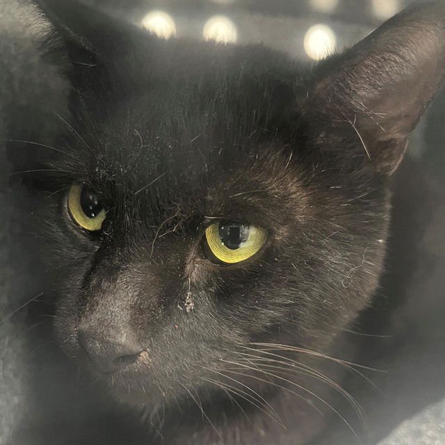 RUDO - Domestic Short Hair available for adoption