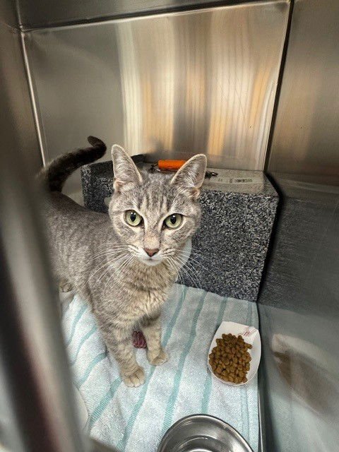 GABBY - Domestic Short Hair available for adoption