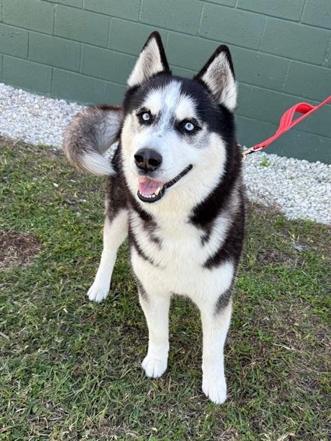 ACE - Siberian Husky available for adoption