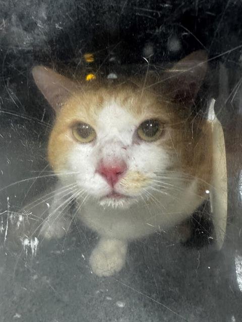 GERONIMO - Domestic Short Hair available for adoption