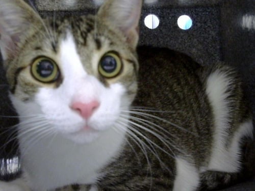 PASGHETTI - Domestic Short Hair available for adoption