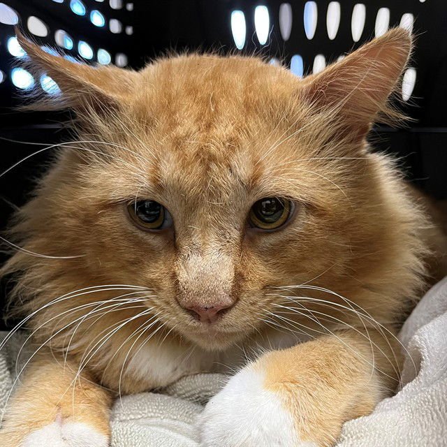 HEATHCLIFF - Domestic Long Hair available for adoption