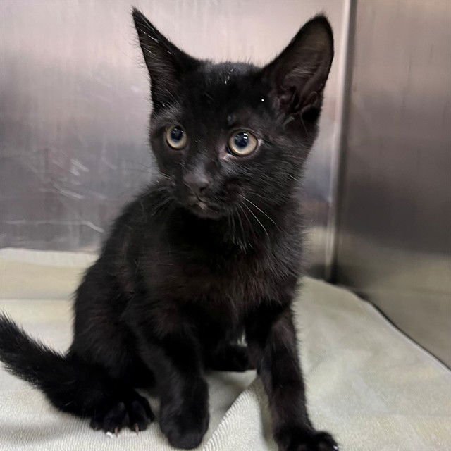 BERT - Domestic Short Hair available for adoption