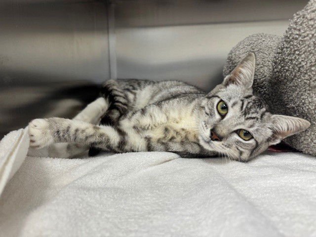 ALFIE - Domestic Short Hair available for adoption