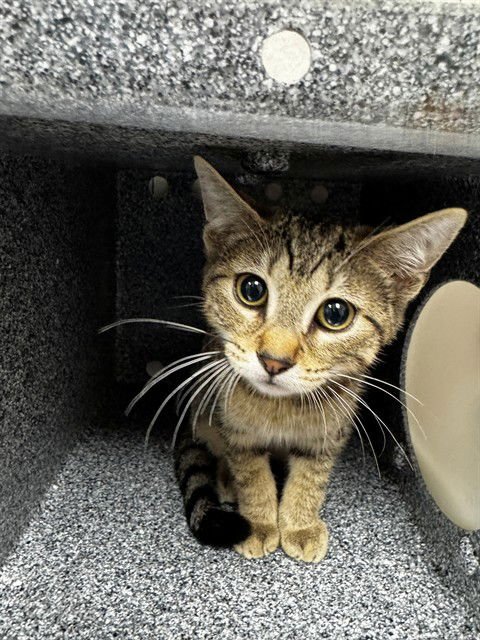 SELENA - Domestic Short Hair available for adoption