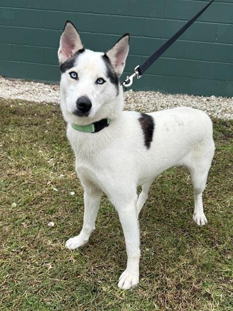 JUNIPER - Siberian Husky available for adoption