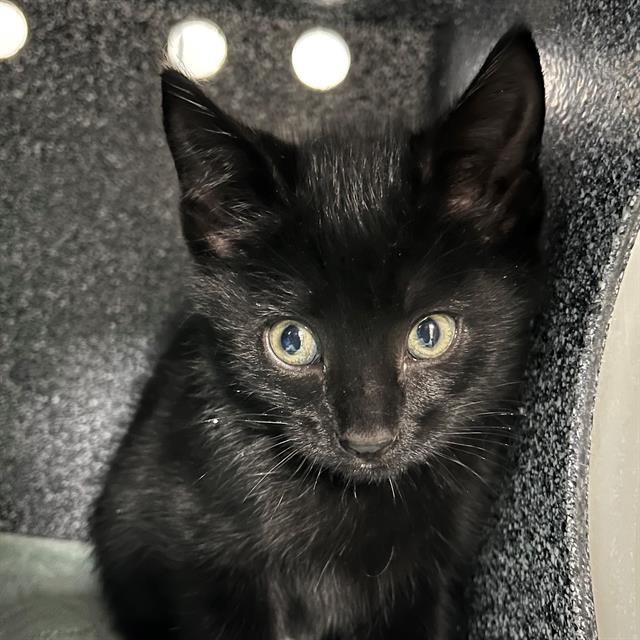 LUKE - Domestic Short Hair available for adoption