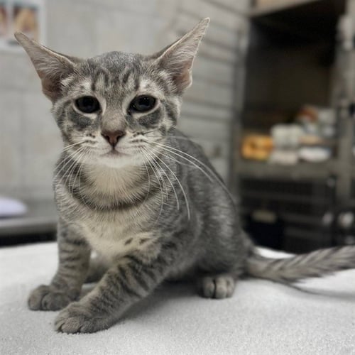 HARRY - Domestic Short Hair available for adoption