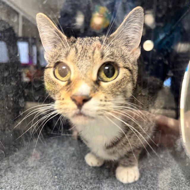 PHISH - Domestic Short Hair available for adoption