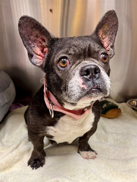 SWEET PEA - French Bulldog available for adoption