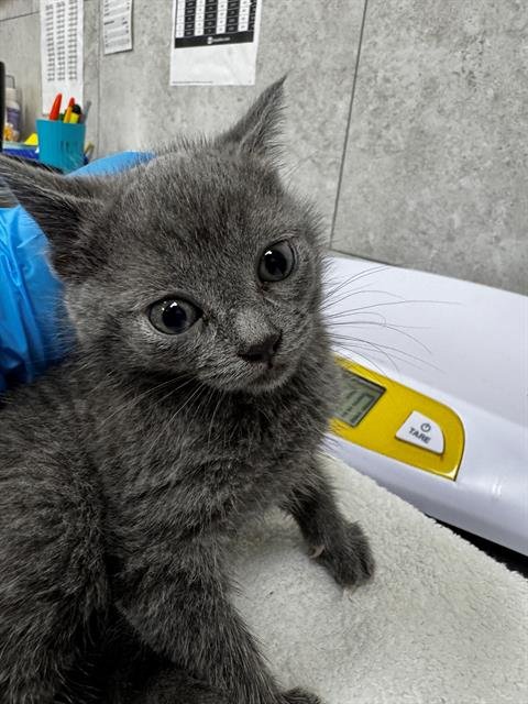 TERRA - Domestic Short Hair available for adoption