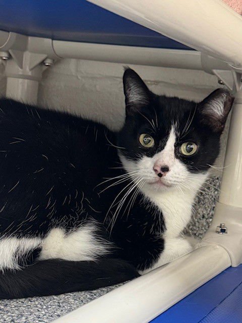 LUCILLE - Domestic Short Hair available for adoption