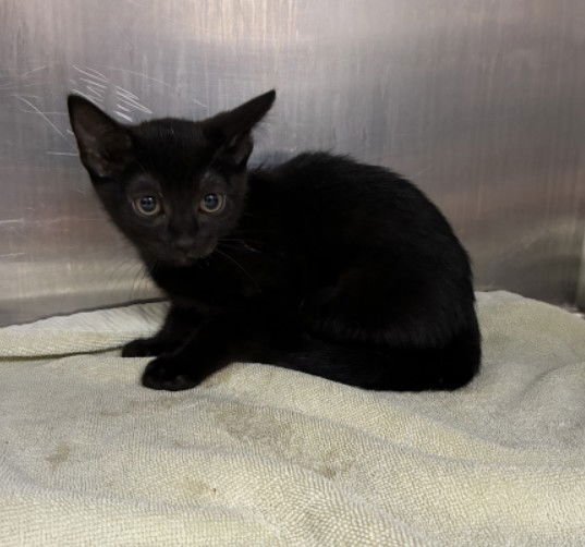 EMMA - Domestic Short Hair available for adoption