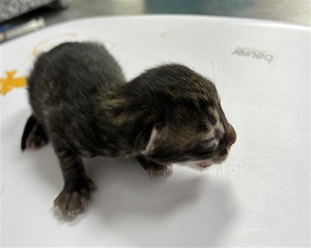 DOPEY - Domestic Short Hair available for adoption