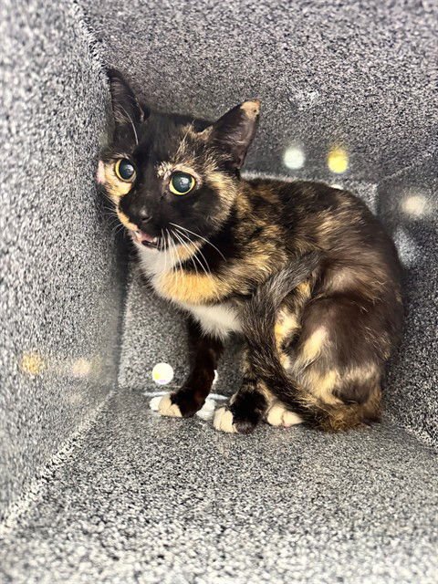 DINA - Domestic Short Hair available for adoption