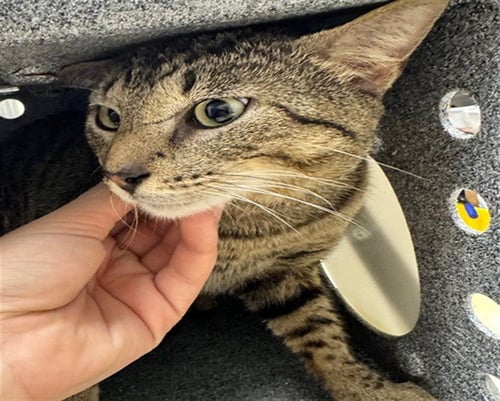 JAVI - Domestic Short Hair available for adoption