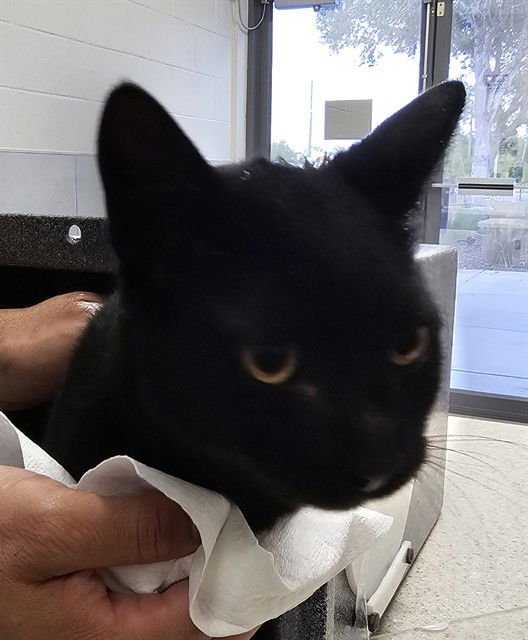 BERNARD - Domestic Short Hair available for adoption