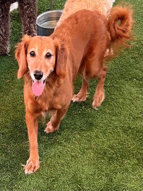 JULIA - Golden Retriever available for adoption