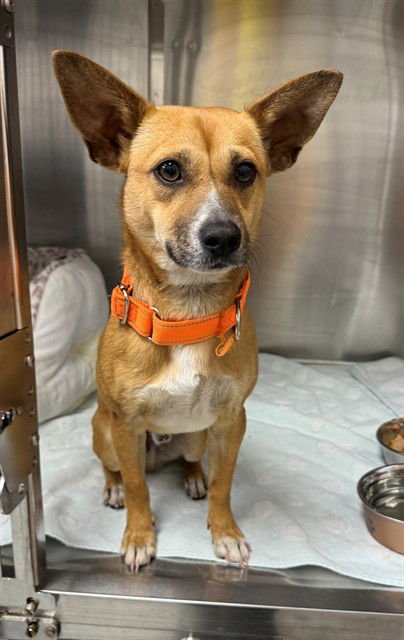 A303348 - Chihuahua available for adoption