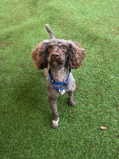 THUMPER - Golden Retriever available for adoption