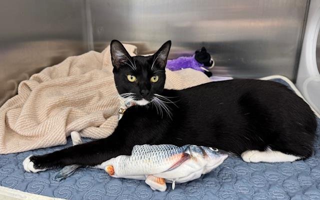 STELLA - Domestic Short Hair available for adoption