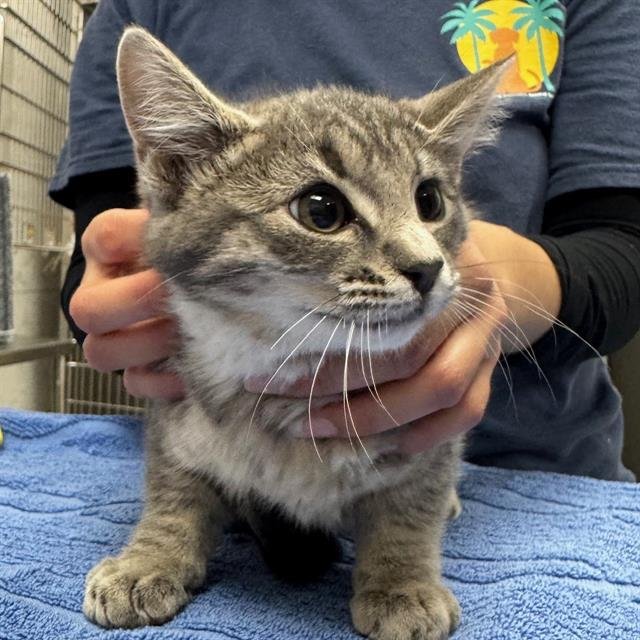 TIN MAN - Domestic Short Hair available for adoption