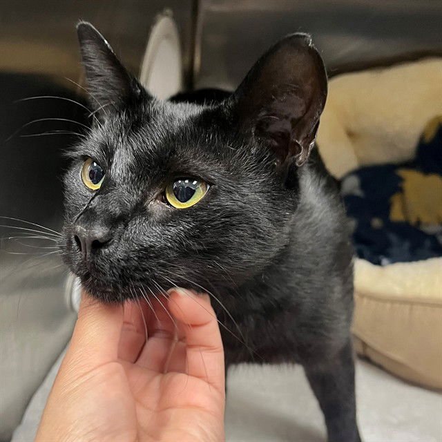 MYSTIC - Domestic Short Hair available for adoption