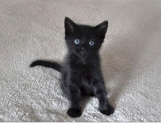 GUS - Domestic Short Hair available for adoption