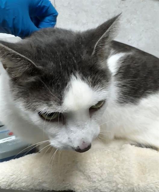 SPRITE - Domestic Short Hair available for adoption