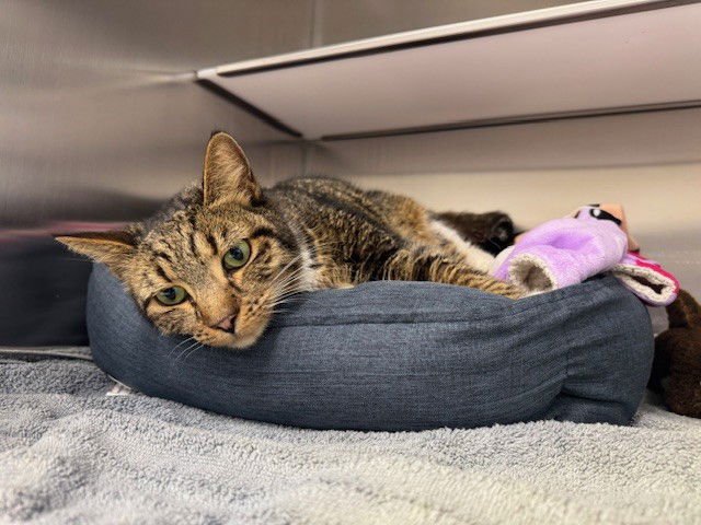 LUCY - Domestic Short Hair available for adoption