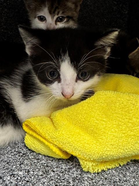 HADES - Domestic Short Hair available for adoption