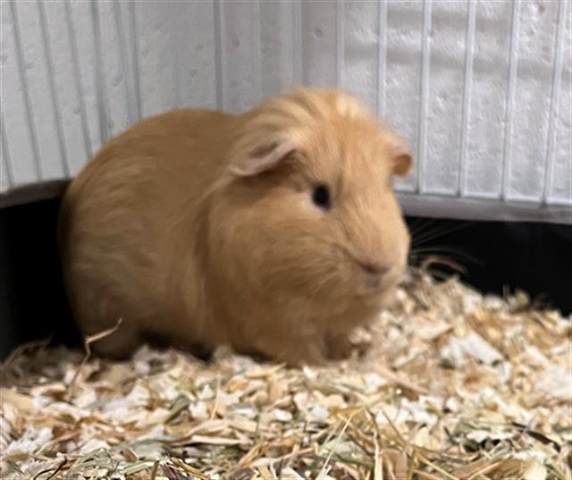 TOM - Guinea Pig available for adoption