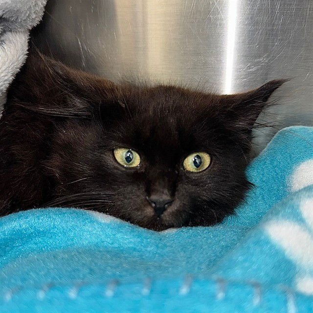 CRUMBLE - Domestic Medium Hair available for adoption