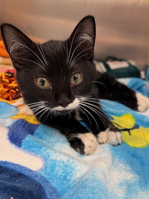 HOLLANDER - Domestic Short Hair available for adoption