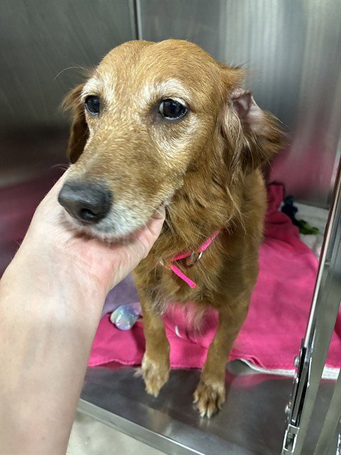 JULIA - Golden Retriever available for adoption