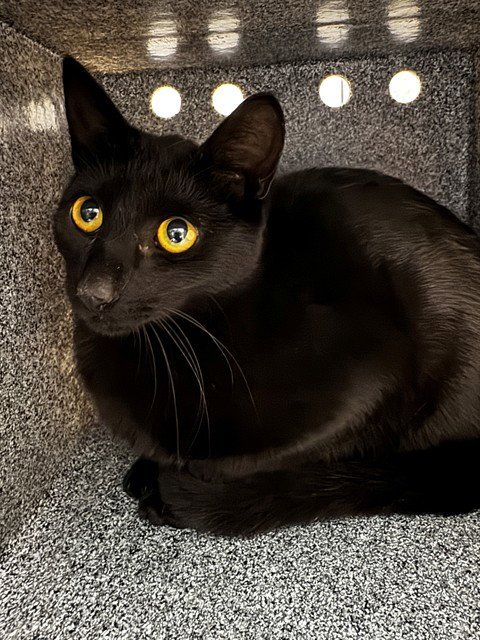 STARLING - Domestic Short Hair available for adoption