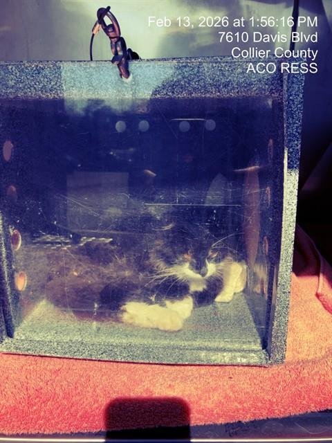 BRICKLEBAUM - Domestic Long Hair available for adoption